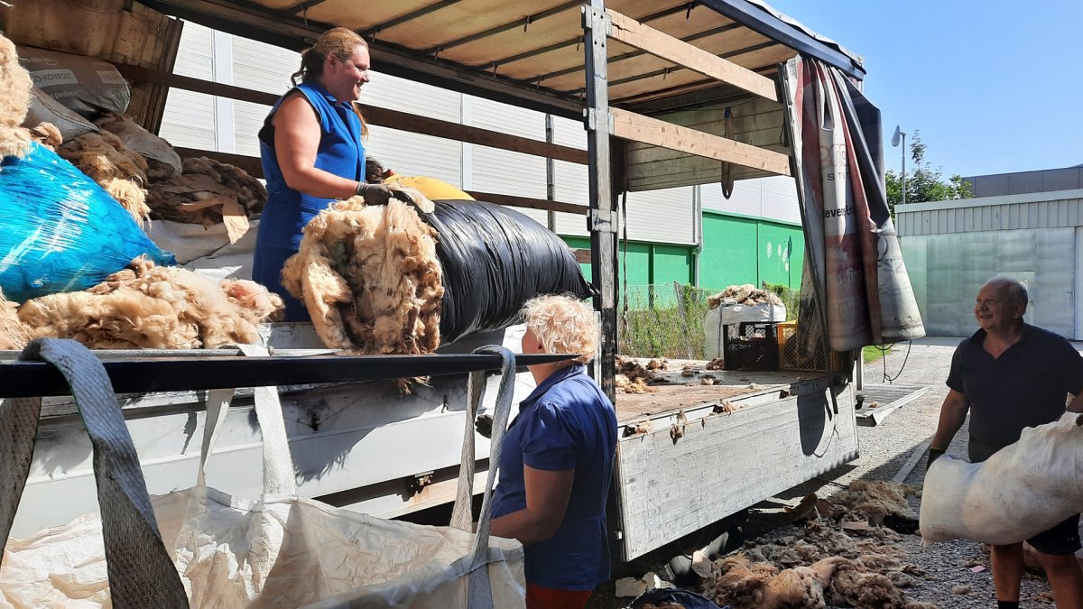 Uspješno započet izvoz krčke vune u Sloveniju