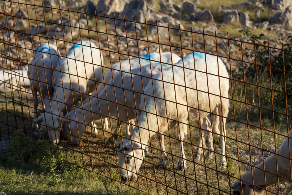 Raspisan natječaj za sufinanciranje žičanih ograda za Malinsku-Dubašnicu