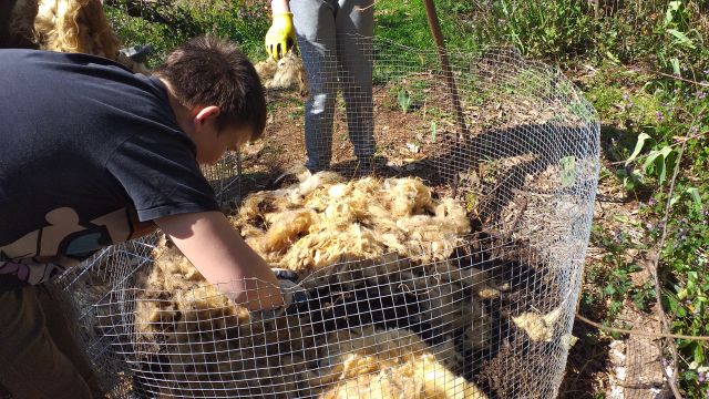 Dođite po besplatnu neopranu vunu krčke pramenke na Treskavcu
